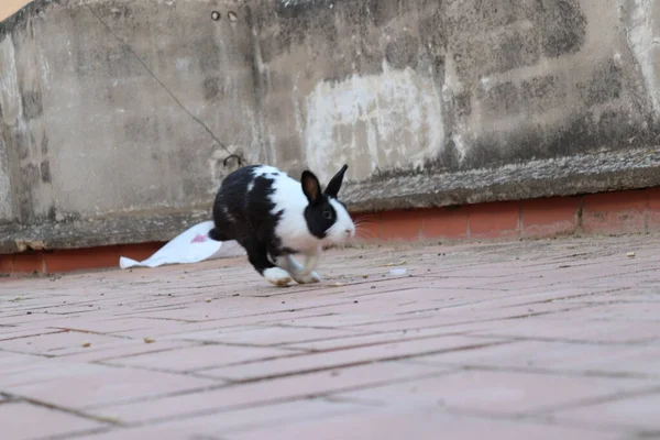 Domestic rabbit with black and white hair on the terrace of my house