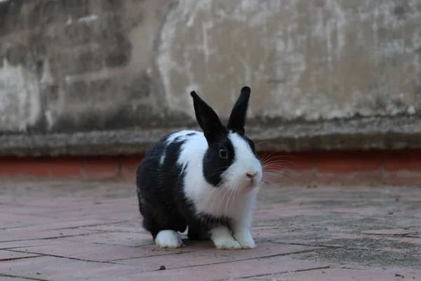 Domestic rabbit with black and white hair on the terrace of my house