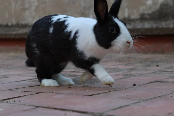 Domestic rabbit with black and white hair on the terrace of my house