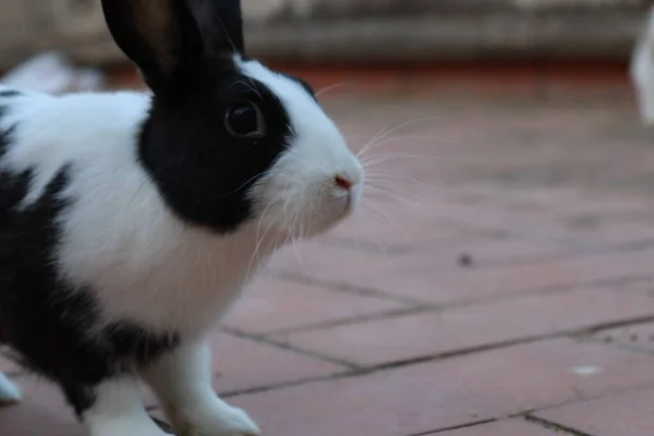 Domestic rabbit with black and white hair on the terrace of my house