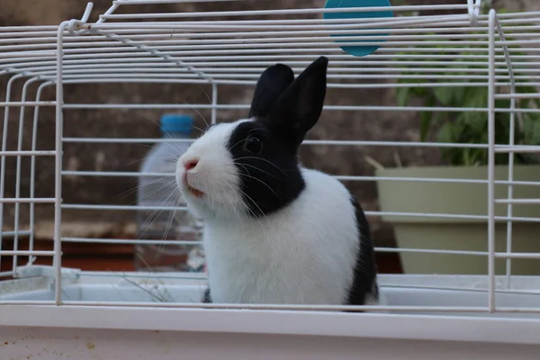 Domestic rabbit with black and white hair on the terrace of my house