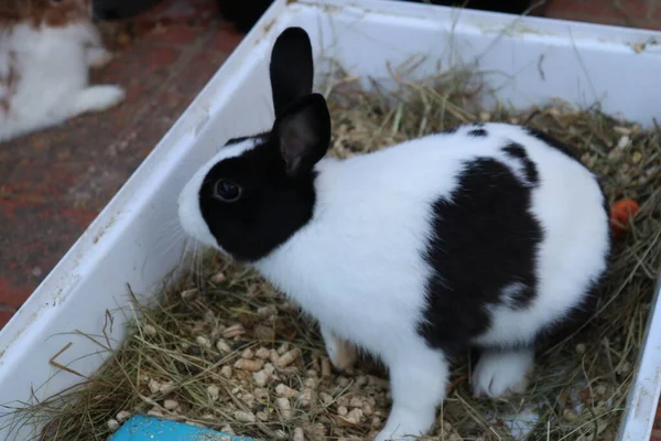 Domestic rabbit with black and white hair on the terrace of my house