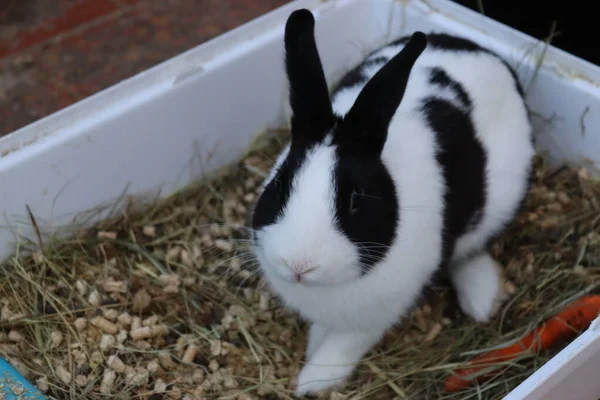 Domestic rabbit with black and white hair on the terrace of my house