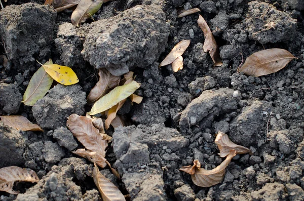 Secco Scavato Terra Texture Sfondo Con Grandi Pezzi Terreno Foglie — Foto Stock