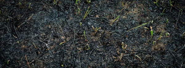 Brotos Verdes Jovens Grama Crescendo Após Fundo Fogo Consequências Tradição — Fotografia de Stock