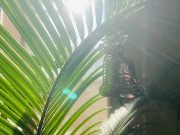 Güneşli bir günde gümüş Noel çanlarıyla süslenmiş Cycas sago palmiye yaprağı.