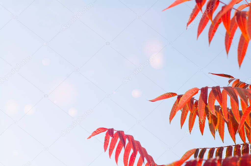 Rhus typhina dissecta autumn red and orange leaves on the background of light blue sky with bokeh and copy space