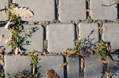 Sonbahar parkındaki güneş ışığı kaldırım taşı. Sonbahar yaprakları, küçük bitkiler, akçaağaç tohumları ve yosunlarla asfalt taşını kapat..