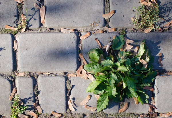 Pedra Pavimentação Iluminada Pelo Sol Parque Outono Close Pedra Pave — Fotografia de Stock