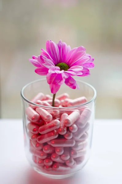 Pembe kasımpatı, yeşil merkezli bakardi çiçeği. Pembe tıbbi kapsüllerle dolu şeffaf camdan büyüyor. 