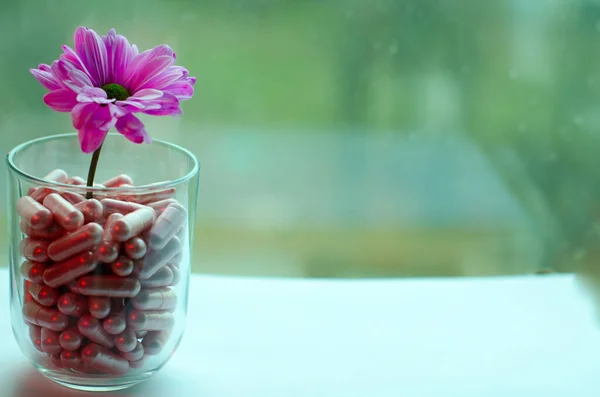 Mor kasımpatı bakardi çiçeği bulanık yeşil pencere zemininde pembe tıbbi kapsüllerle dolu şeffaf camlardan büyüyor.. 