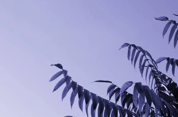 Rhus typhina disekta dalı arka planda açık gökyüzü, kopyalama alanı, çok renkli