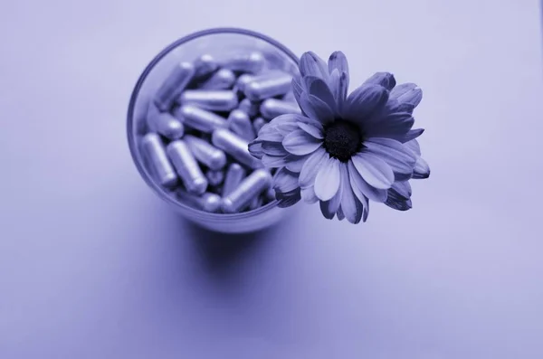 Krizantem bacardi çiçeği şeffaf camlardan büyür. Tıbbi kapsüllerin üst görüntüsü fotokopi alanı renginde.