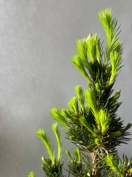Pikea conica ağacının parlak yeşil lahanaları, arka planda gri kağıt üzerinde fotokopi alanı ile birlikte. 
