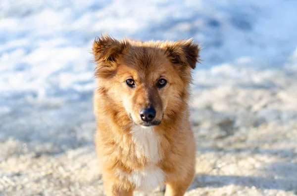Bulanık kar arka planında kırmızı ve beyaz sokak köpeği