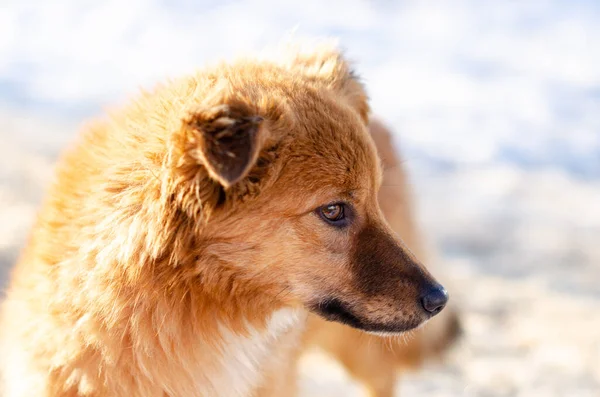 Kırmızı ve beyaz sokak köpeği güneşli bir günde bulanık kar arka planında sağa bakıyor.