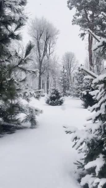 Κάθετο Χειμερινό Υπόβαθρο Δάσος Πεύκο Και Χιόνι — Αρχείο Βίντεο