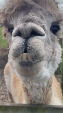 Alpaka çiğneyen çim portresi dikey