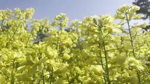 Дикая Капуста Brassica Oleracea Желтые Цветы Перемещаются Ветром Пролетающими Силуэтами — стоковое видео