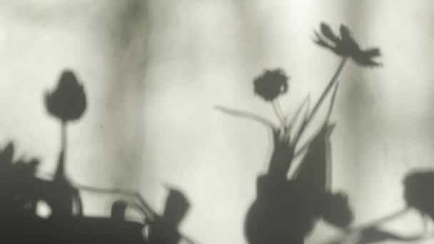 Windy Flower Shadows Wall Horizontal Background — 비디오