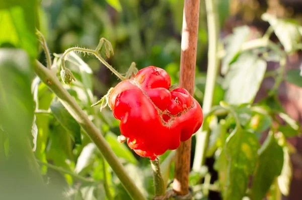 Tomato growing in garden. Bright red healthy natural ugly food on sunny day