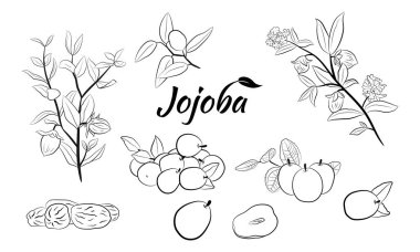 Meyveli, çiçekli ve yapraklı kokokoba dalları. Jojoba bitki koleksiyonu. Vektör çizimi botanik. Menü, etiket, paketleme tasarımı için elementler.