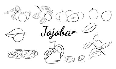 Meyveli, çiçekli ve yapraklı kokokoba dalları. Jojoba bitki koleksiyonu. Vektör çizimi botanik. Menü, etiket, paketleme tasarımı için elementler.