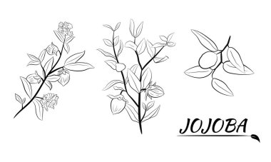 Meyveli, çiçekli ve yapraklı kokokoba dalları. Jojoba bitki koleksiyonu. Vektör çizimi botanik. Menü, etiket, paketleme tasarımı için elementler.