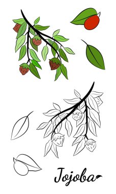 Meyveli, çiçekli ve yapraklı kokokoba dalları. Jojoba bitki koleksiyonu. Vektör çizimi botanik. Menü, etiket, paketleme tasarımı için elementler.
