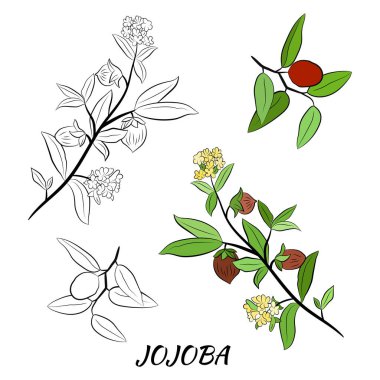 Meyveli, çiçekli ve yapraklı kokokoba dalları. Jojoba bitki koleksiyonu. Vektör çizimi botanik. Menü, etiket, paketleme tasarımı için elementler.