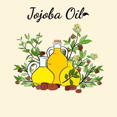 Meyveli, çiçekli ve yapraklı kokokoba dalları. Jojoba bitki koleksiyonu. Vektör çizimi botanik. Menü, etiket, paketleme tasarımı için elementler.