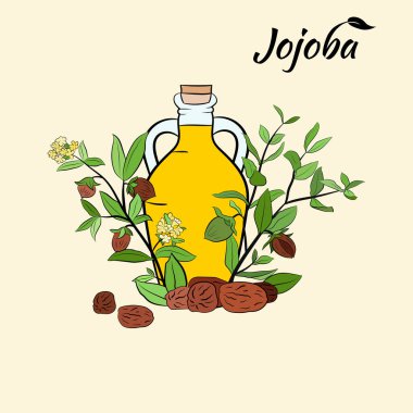 Meyveli, çiçekli ve yapraklı kokokoba dalları. Jojoba bitki koleksiyonu. Vektör çizimi botanik. Menü, etiket, paketleme tasarımı için elementler.