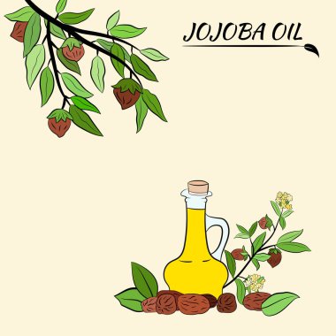 Meyveli, çiçekli ve yapraklı kokokoba dalları. Jojoba bitki koleksiyonu. Vektör çizimi botanik. Menü, etiket, paketleme tasarımı için elementler.