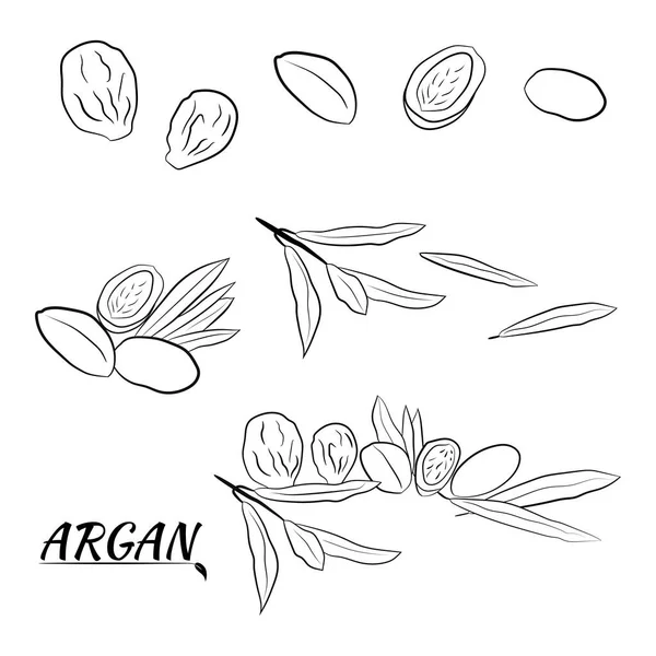 Esboço Argania Ramo Com Frutos Ilustração Desenhada Mão Ramo Argan — Vetor de Stock