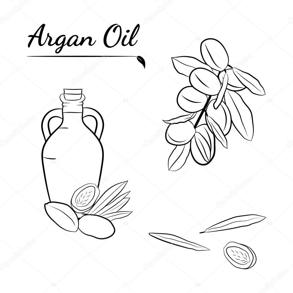 Organic essential oil sketch. Sketch of branch argania  with fruits. Hand-drawn illustration.Organic essential oil sketch.