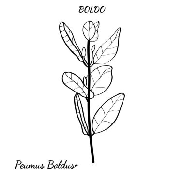 Boldo peumus boldus, aşçılık, aromatik ve tıbbi bitki. Dallar, yapraklar ve bir sürü çiçek. Botanik illüstrasyon. Tropik bitki.