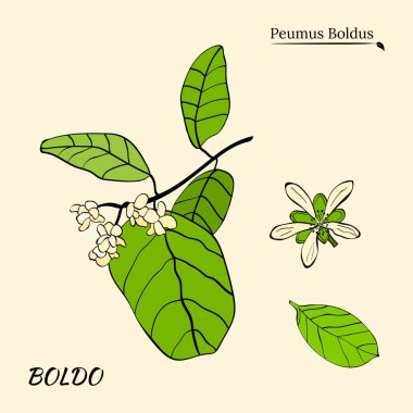 Boldo peumus boldus, aşçılık, aromatik ve tıbbi bitki. Dallar, yapraklar ve bir sürü çiçek. Botanik illüstrasyon. Tropik bitki.