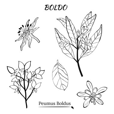 Boldo peumus boldus, aşçılık, aromatik ve tıbbi bitki. Dallar, yapraklar ve bir sürü çiçek. Botanik illüstrasyon. Tropik bitki.