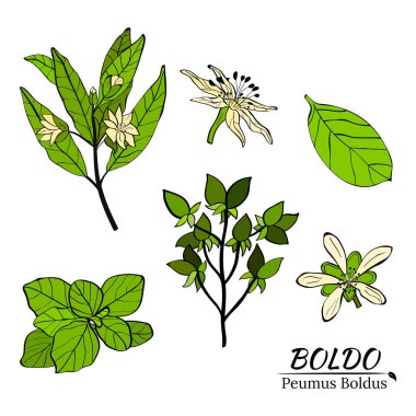 Boldo peumus boldus, aşçılık, aromatik ve tıbbi bitki. Dallar, yapraklar ve bir sürü çiçek. Botanik illüstrasyon. Tropik bitki.