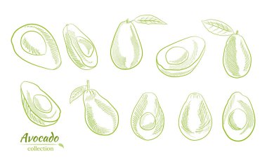 Avokado ve dilimler hazır. Avokado çizimi, dilimlenmiş ve yapraklar. Avokadonun botanik çizimi. Sulu tropik meyveler. Etiketler, posterler, baskılar için harika..