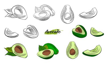 Avokado ve dilimler hazır. Avokado çizimi, dilimlenmiş ve yapraklar. Avokadonun botanik çizimi. Sulu tropik meyveler. Etiketler, posterler, baskılar için harika..