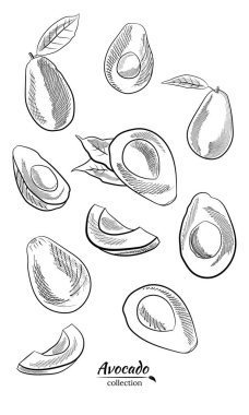 Avokado ve dilimler hazır. Avokado çizimi, dilimlenmiş ve yapraklar. Avokadonun botanik çizimi. Sulu tropik meyveler. Etiketler, posterler, baskılar için harika..
