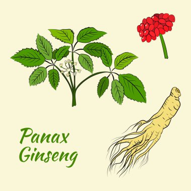 Yaprak ve ginseng kökü çiziyorum. Ginseng kökü ve böğürtlen vektör çizimi. Tıbbi bir bitkinin çizimi. Doğrusal grafik tasarımı. 