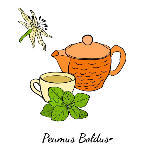 Boldo Peumus Boldus Kulinarisk Aromatisk Och Medicinsk Växt Uppsättning Grenar — Stock vektor