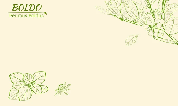 博尔多牡丹 芳香和药用植物 波尔多的一丛枝 叶和花 植物学说明 热带植物 — 图库矢量图片