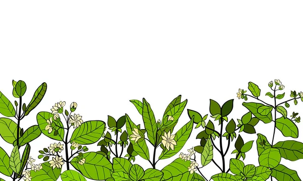 Boldo Peumus Boldus 芳香族および薬用植物 ボルドの枝 葉や花のセット 植物図 熱帯植物 — ストックベクタ