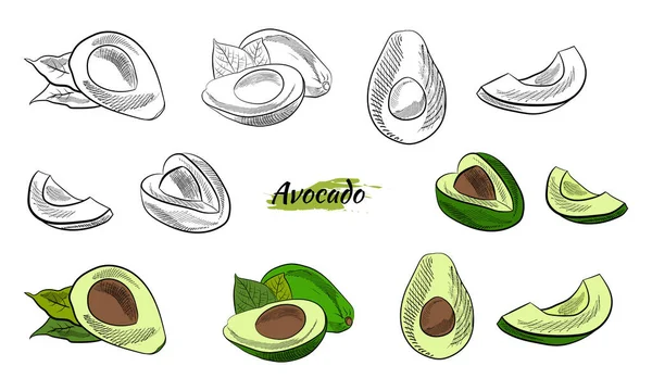 Vector Hand Drawn Avocado Slices Set Sketch Whole Avocado Sliced Stock by ©AVINA