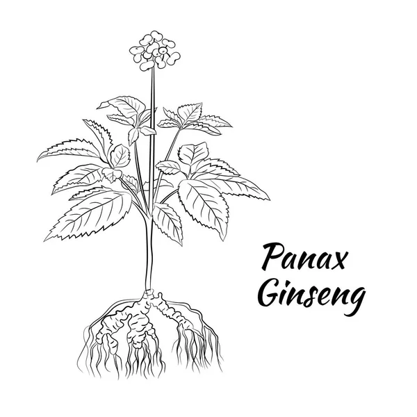 Tekening Van Bladeren Wortel Van Ginseng Ginseng Wortel Bes Vectortekening — Stockvector