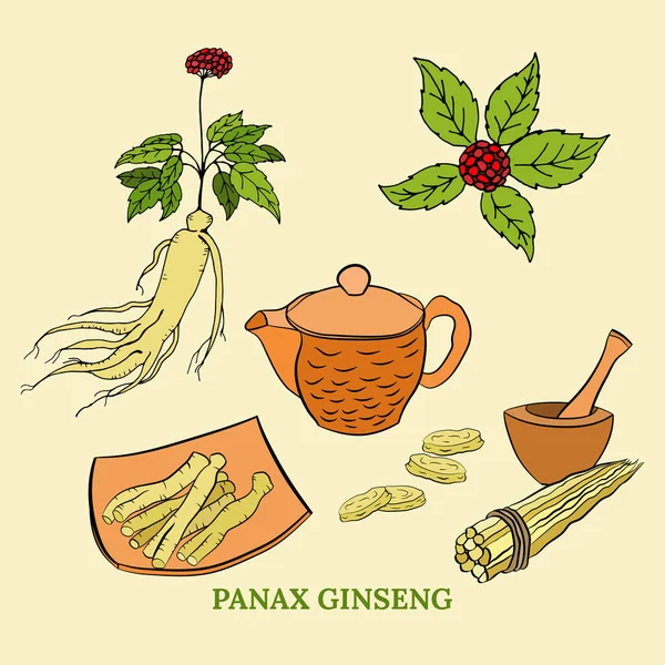 Dessin Feuilles Racine Ginseng Dessin Vectoriel Racine Ginseng Baies Croquis — Image vectorielle