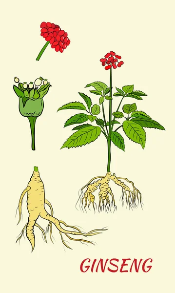 Yaprak ve ginseng kökü çiziyorum. Ginseng kökü ve böğürtlen vektör çizimi. Tıbbi bir bitkinin çizimi. Doğrusal grafik tasarımı. 